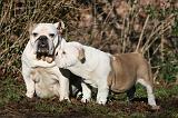 BULLDOG ANGLAIS 070